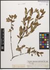 Foto von Salix caesia Vill.